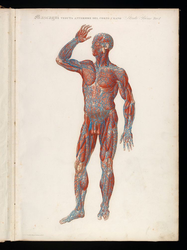 Anatomia universale ... rappresentata con tavole ... ridotte a minori forme di quelle della grande edizione pisana per…