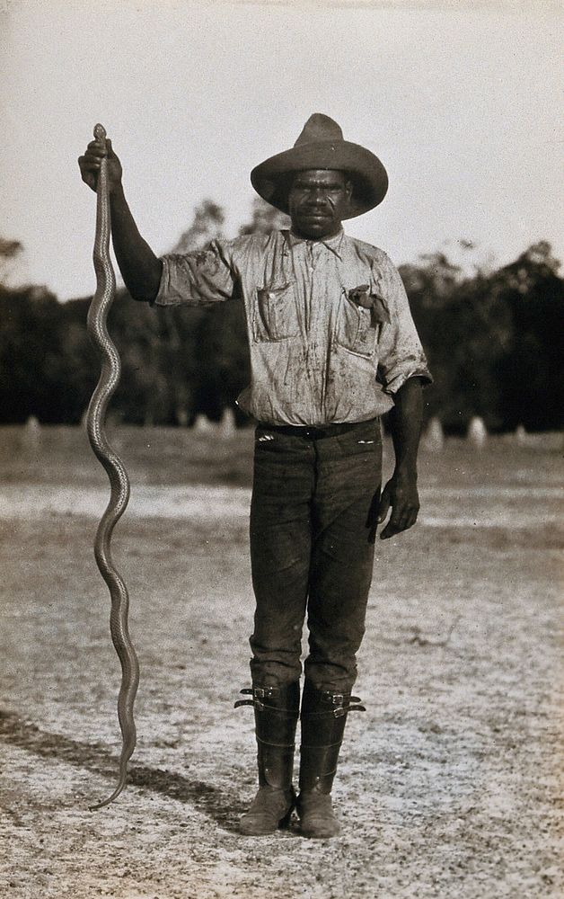 A snake being put into a sack by a man holding its tip, Australia. Photograph, 1900/1920.
