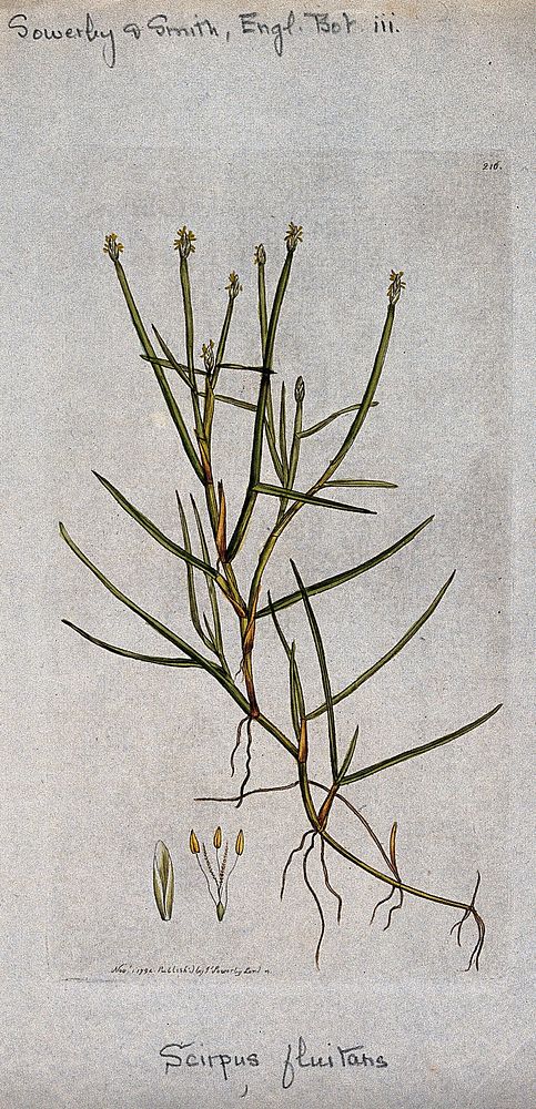 A rush (Scirpus fluitans): flowering stem and floral segments. Coloured engraving after J. Sowerby, 1794.
