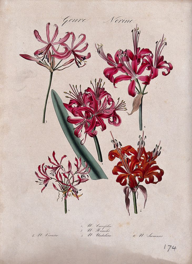 Five flowers from different types of nerine lily (Nerine species). Coloured lithograph.