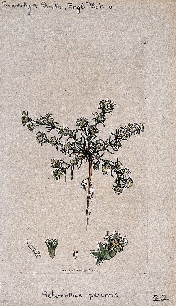 Knawel plant (Scleranthus perennis): flowering plant and floral segments. Coloured engraving after J. Sowerby, 1796.