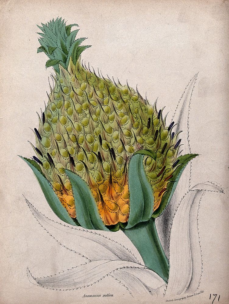 Pineapple (Ananas comosus): large fruit on the end of a leafy stem. Coloured zincograph after M. A. Burnett, c. 1842.