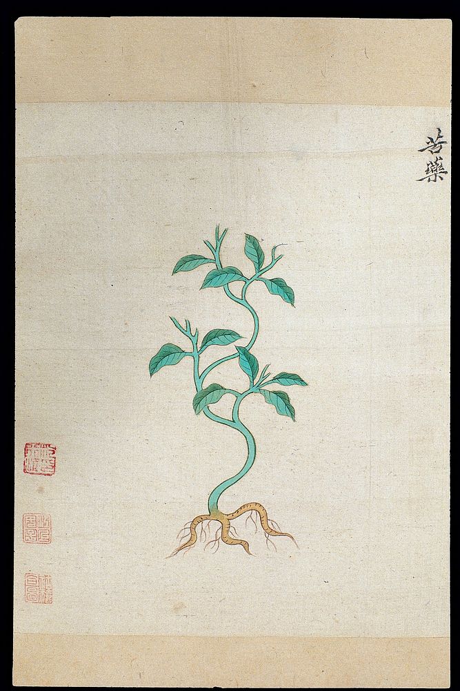 Ming herbal (painting): Kucao (bitter herb)