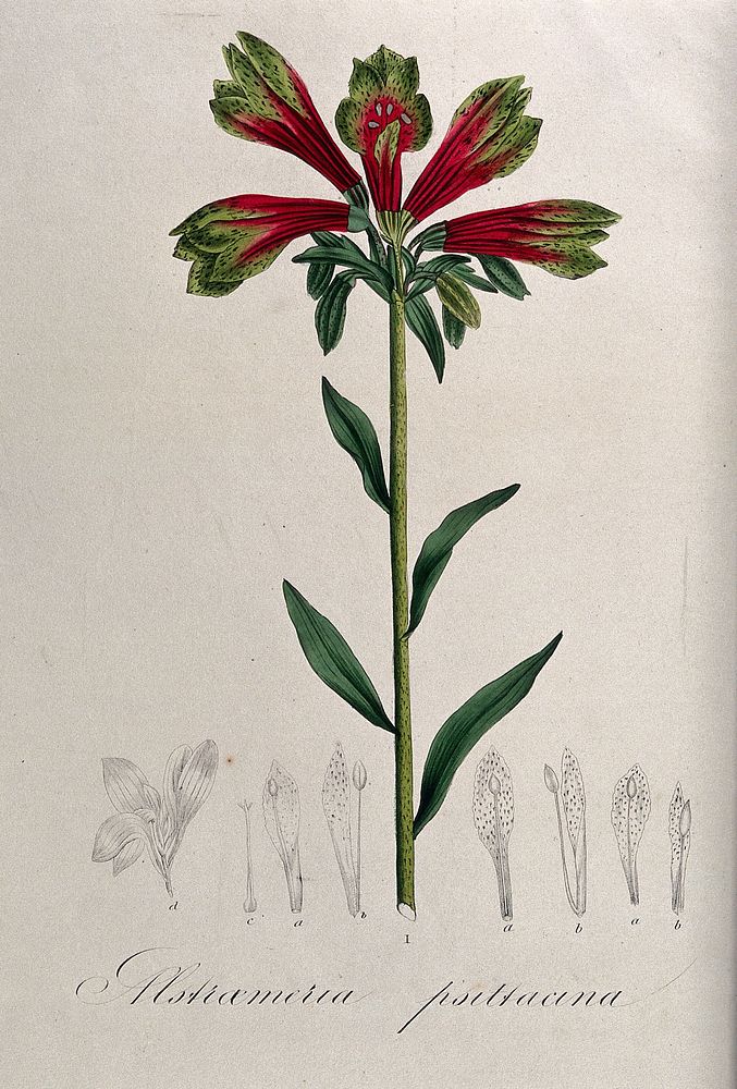 An Alstroemeria plant: flowering stem and floral segments. Coloured lithograph.