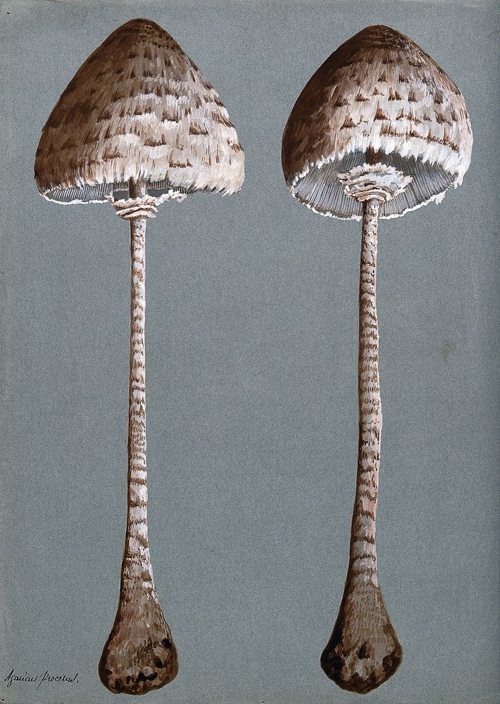Parasol mushrooms (Lepiota procera): two fruiting bodies. Watercolour.