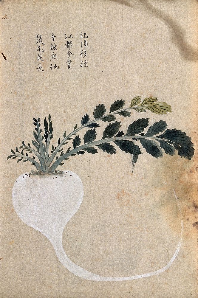 Turnip (Brassica rapa): root and leaves. Watercolour.