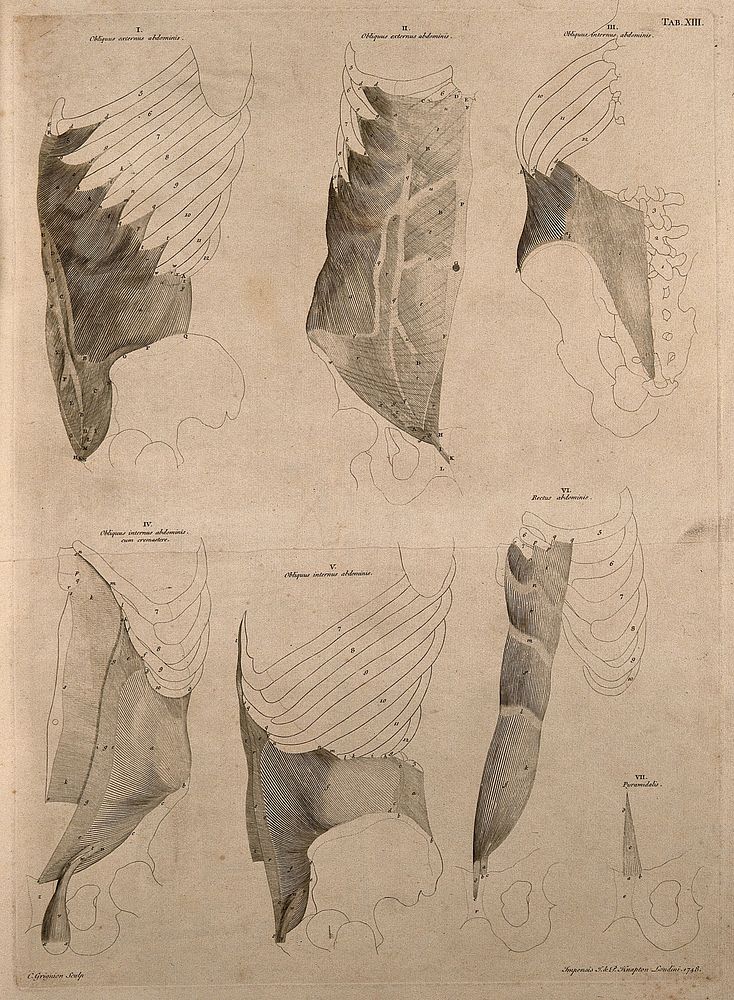 Muscles of the rib-cage. Engraving by C. Grignion after B.S. Albinus, 1748.