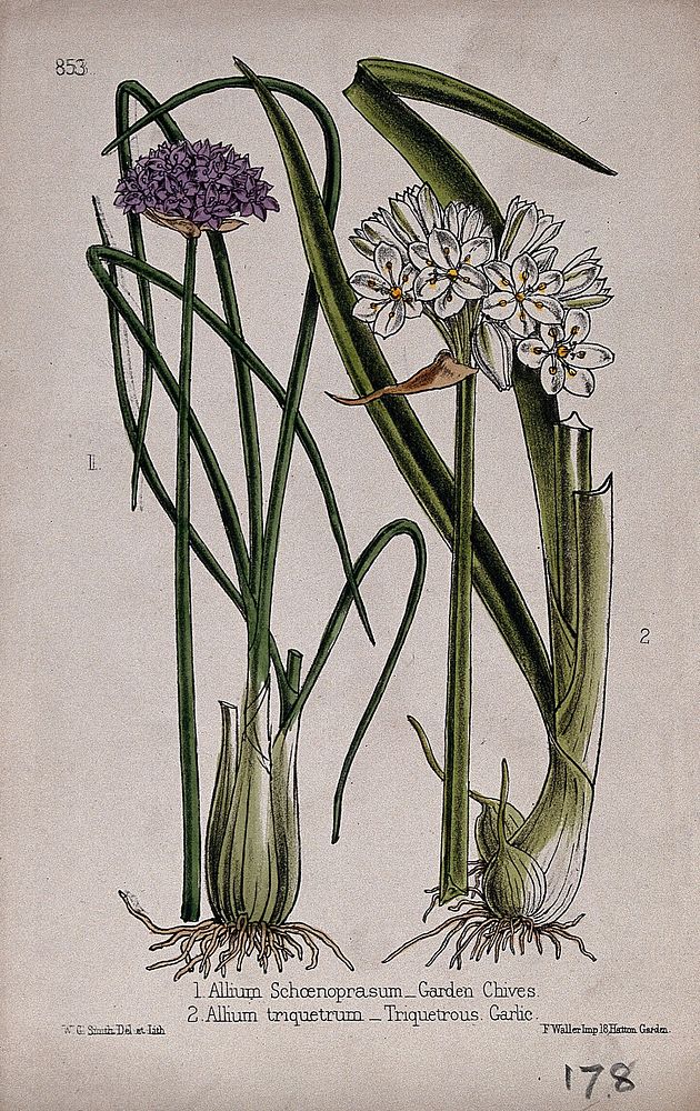 Chives (Allium schoenoprasum) and a garlic plant (Allium triquetrum): flowering stems and bulbs. Coloured lithograph by W.…