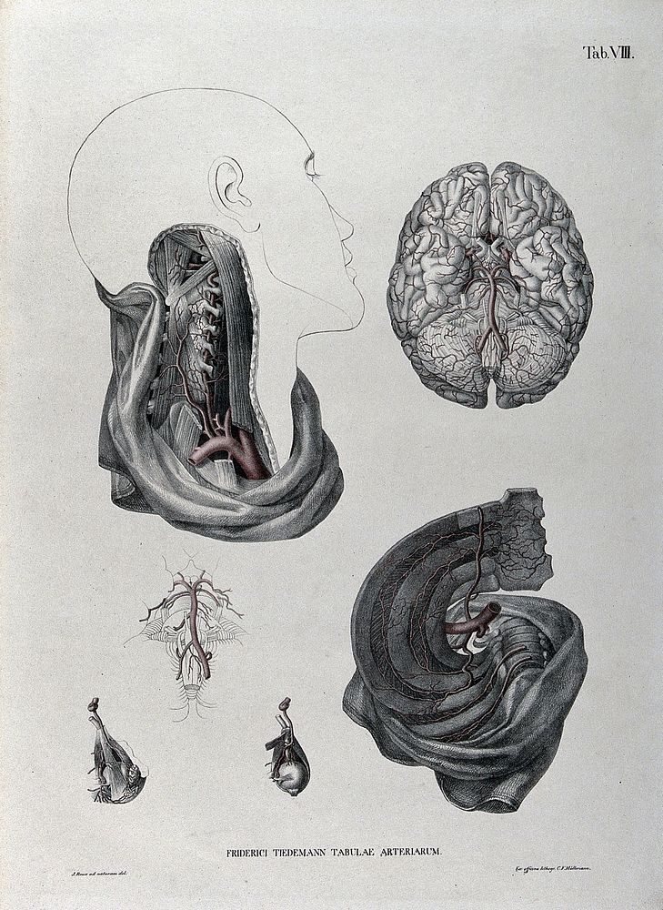 Dissections of the neck, brain and thorax: six figures, with the arteries and blood vessels indicated in red. Coloured…