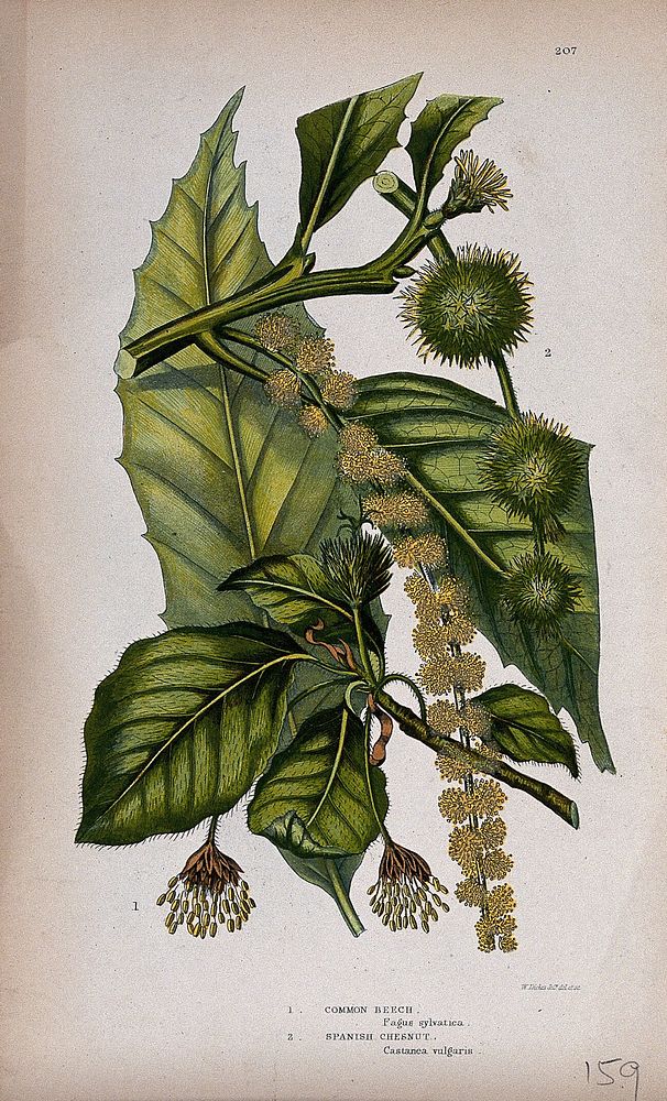 Common beech (Fagus sylvatica) and Spanish chestnut (Castanea sativa): leafy and flowering twigs. Chromolithograph by W.…