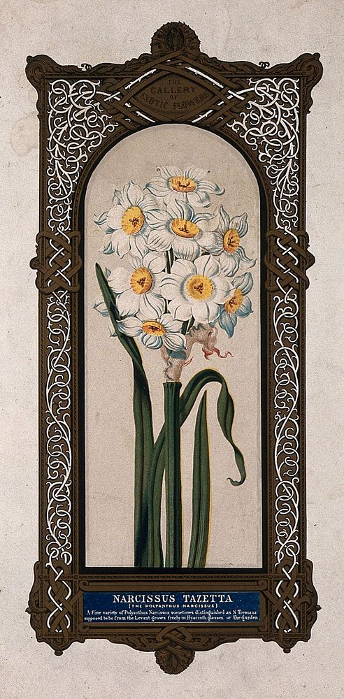 A flowering daffodil (Narcissus tazetta) with large, ornate border. Chromolithograph by O. Jones, 1845.