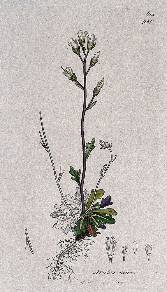 Rock or wall cress (Arabis stricta): flowering stem, root and floral segments. Coloured engraving after J. Sowerby, 1798.