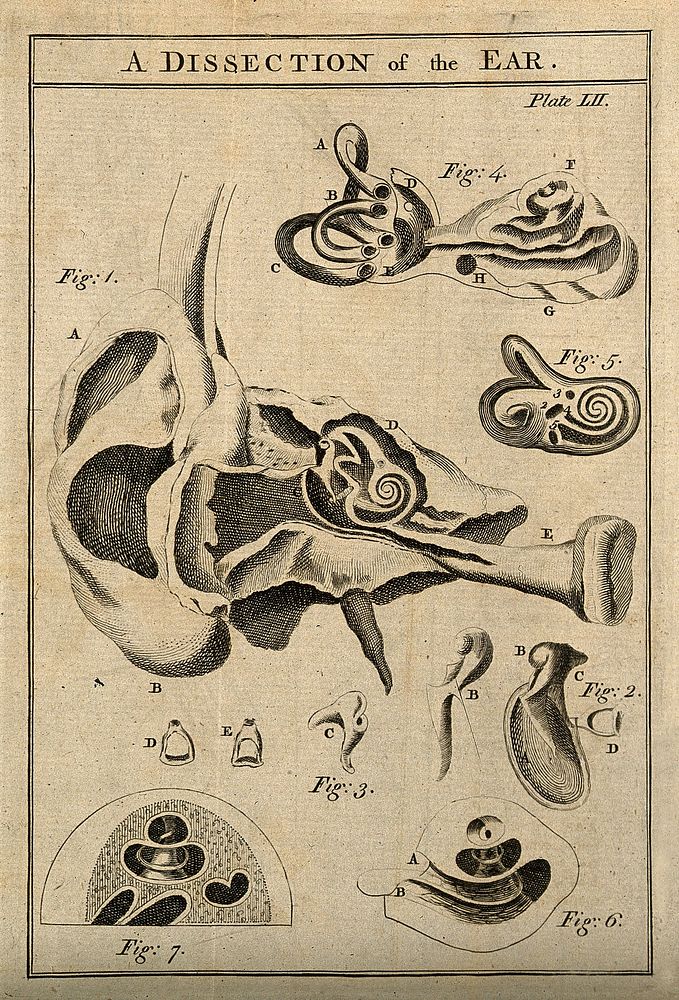 A dissection of the ear: seven figures. Engraving, ca. 1780.