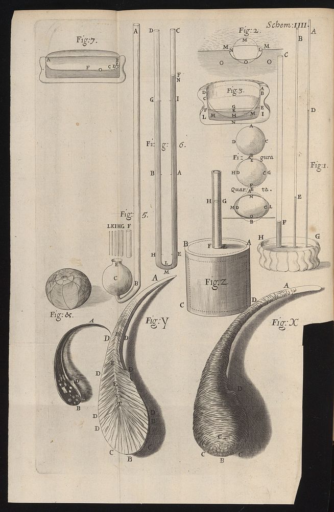 Engraving Micrographia, 1665, Robert Hooke. | Free Photo Illustration ...