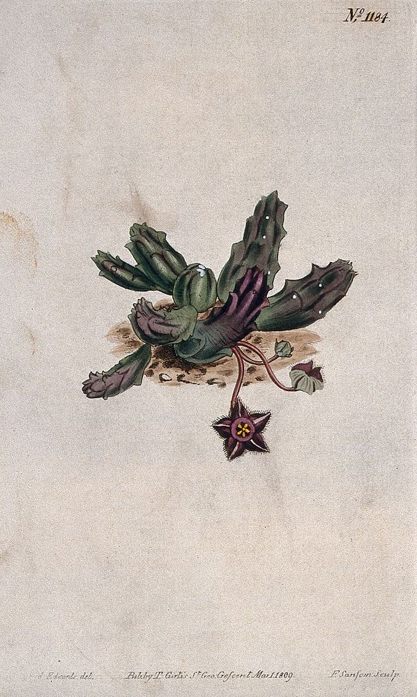 A plant (Duvalia elegans): flowering plant. Coloured engraving by F. Sansom, c. 1809, after S. Edwards.