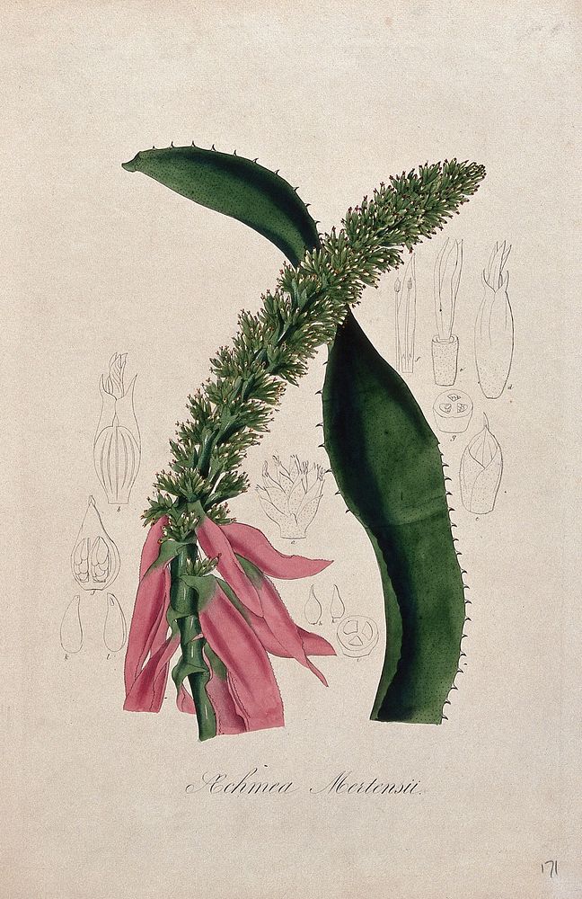 A tropical plant (Aechmea mertensii): flowering stem, leaf and floral segments. Coloured lithograph.