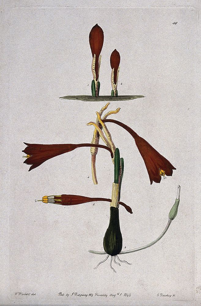 A plant (Stenomesson humile): flowering stems. Coloured engraving by G. Barclay, c. 1842, after W. Herbert.