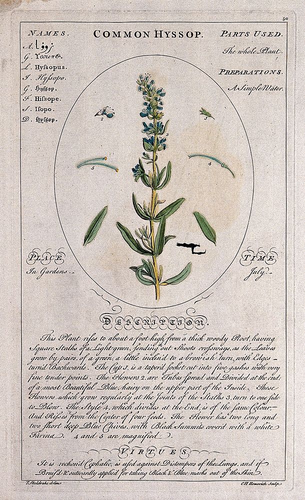 Hyssop (Hyssop officinalis L.): flowering stem with separate leaves and floral segments and a description of the plant and…