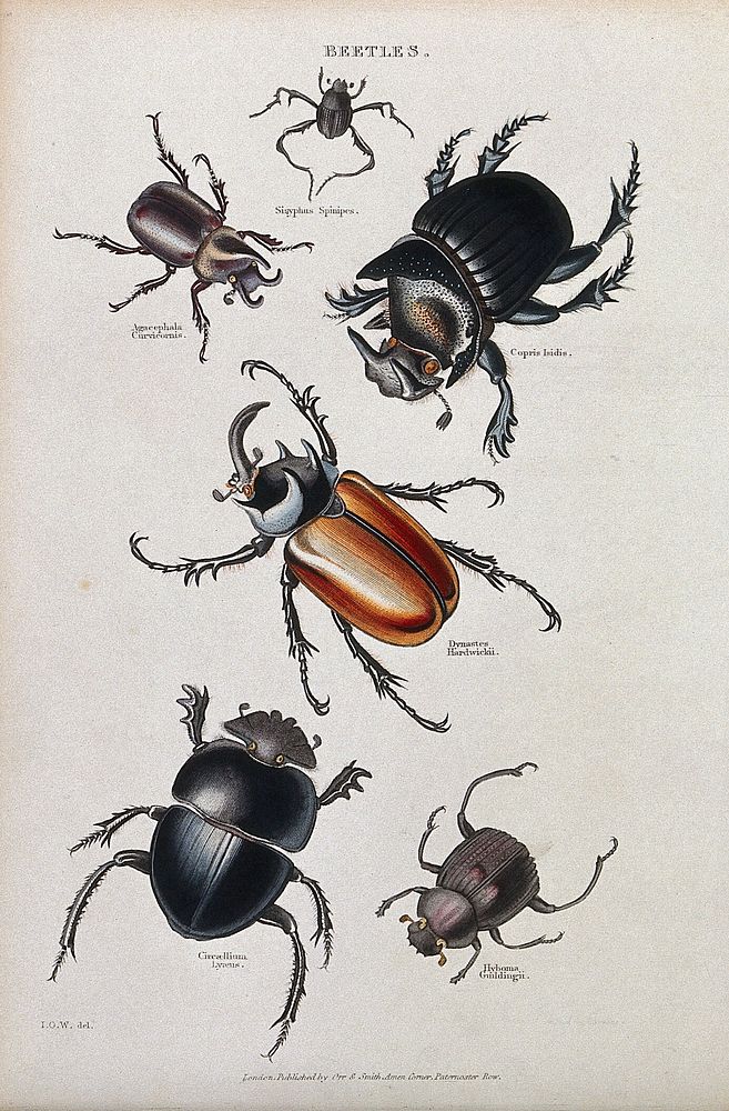 Six beetles including a stag beetle. Coloured engraving by I. O. W.