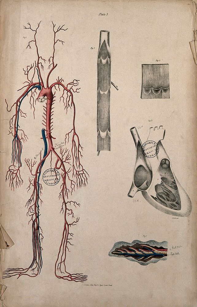 Blood-vessels and their role in circulation of blood. Coloured lithograph by William Fairland, 1837.