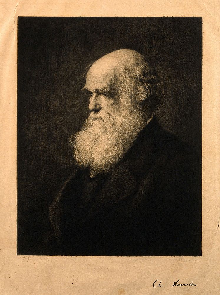 Charles Robert Darwin. Etching by P.A. Rajon, ca. 1877, after W.W. Ouless, 1875.