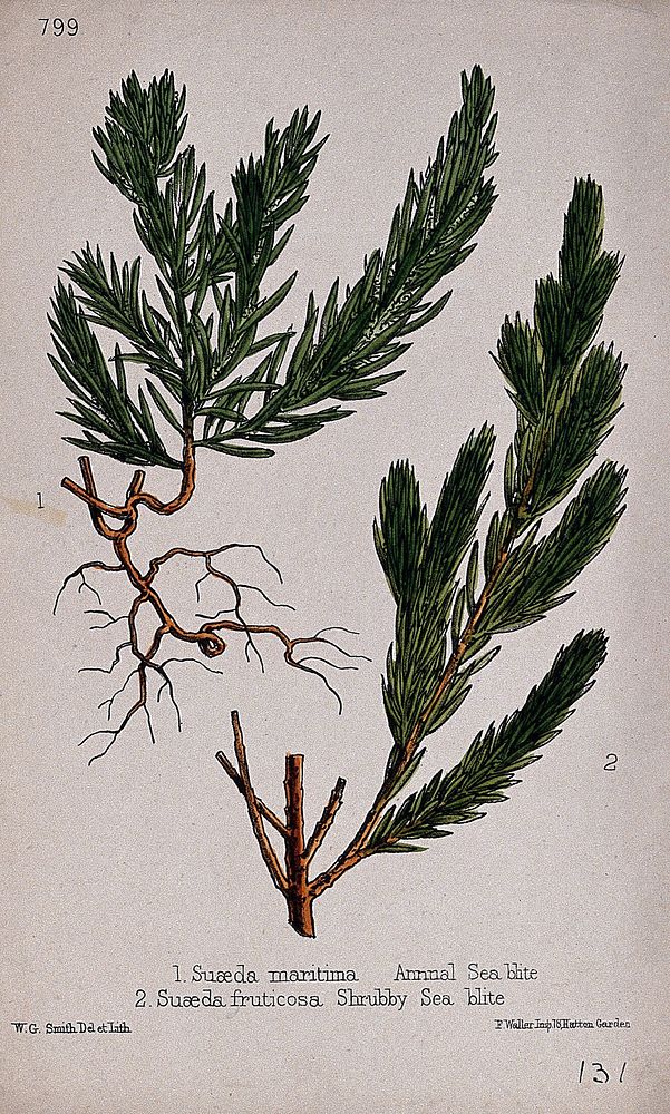 Two species of seablite plant (Suaeda maritima and S. vera): leafy stems. Coloured lithograph by W. G. Smith, c. 1863, after…