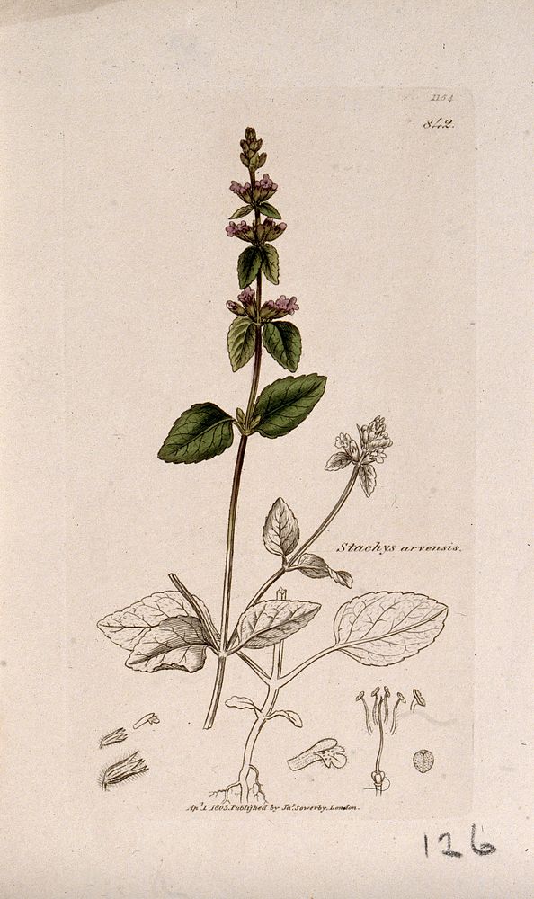 Hedge nettle or woundwort (Stachys arvensis): flowering stem, roots and floral segments. Coloured engraving after J.…