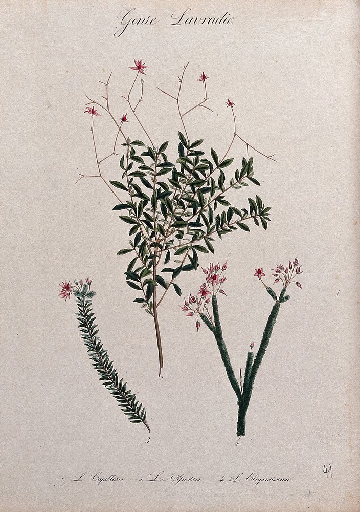 Three flowering plants, all species of the genus Lauradia. Coloured lithograph.