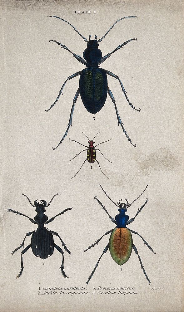 Four insects. Coloured engraving by W. H. Lizars.