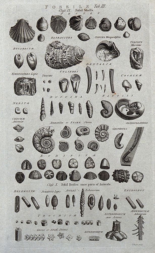 A variety of fossils, including shells, ammonites and fossil bodies. Etching by I. Taylor.