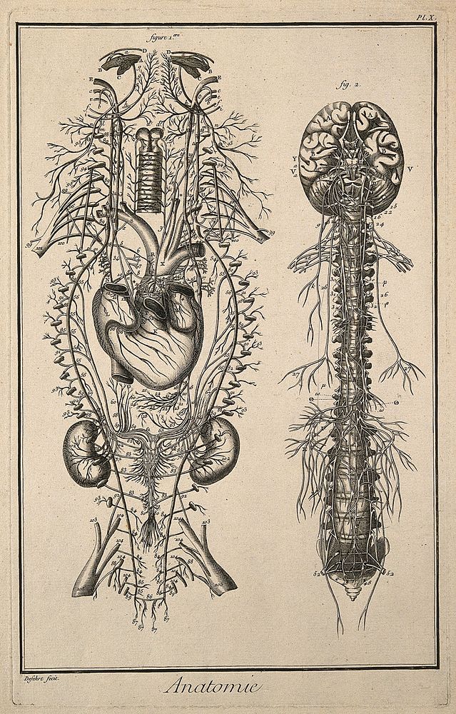 Nervous system after Vieussens (fig. 1); brain and spinal cord after Eustachius (fig. 2) Engraving by Defehrt, 1762.