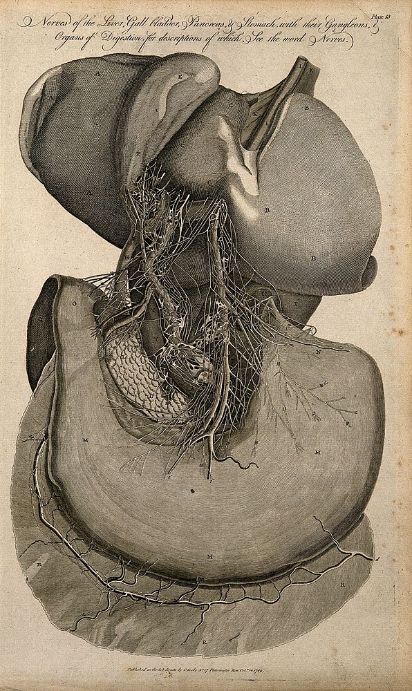 Nerves of the liver, gall bladder, pancreas and stomach. Line engraving (by Wooding), 1789.
