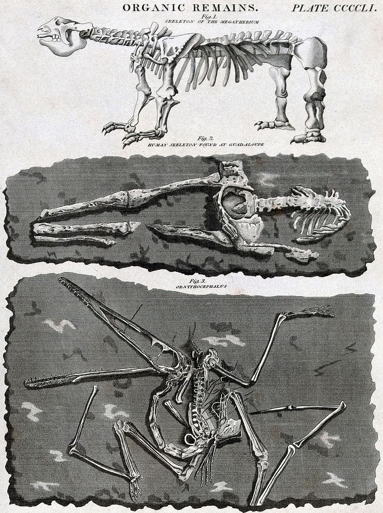 An animal skeleton of the Megatherium, a human skeleton found in Guadeloupe and the fossilised remains of a bird. Engraving…