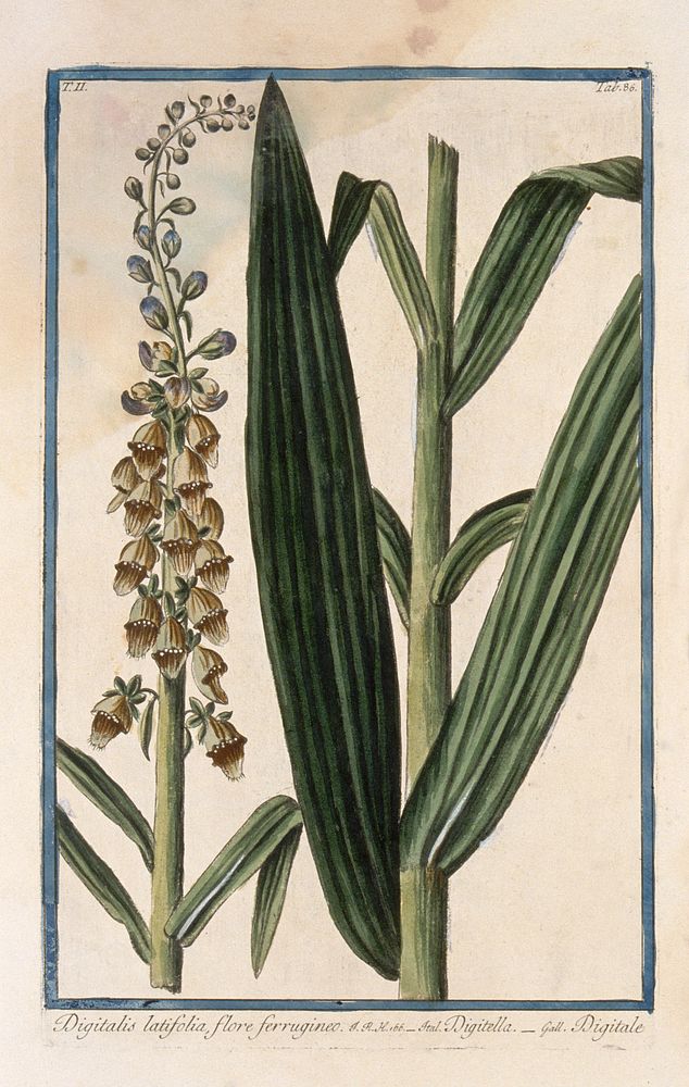 Foxglove (Digitalis sp.): infloresence and separate leafy stem. Coloured etching by M. Bouchard, 1774.