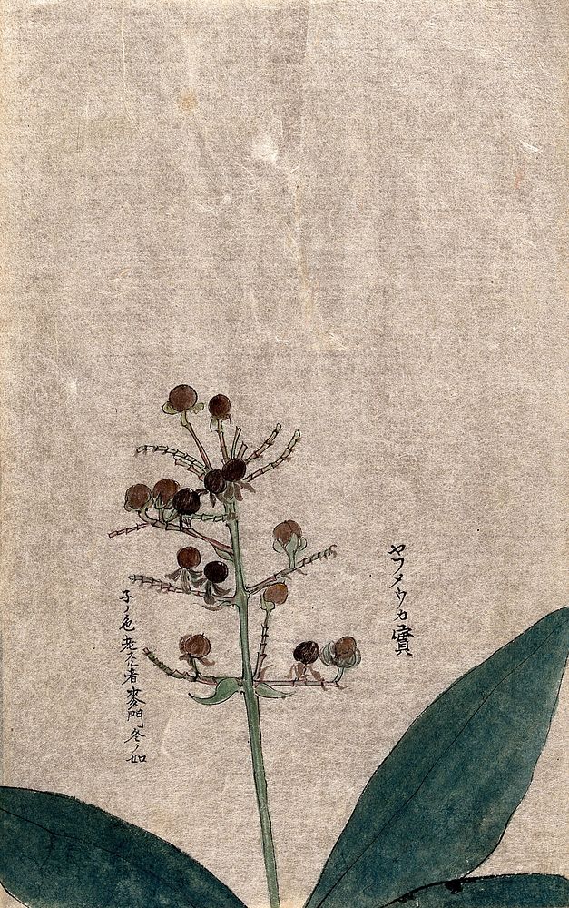 An unidentified fruiting plant stem. Watercolour.