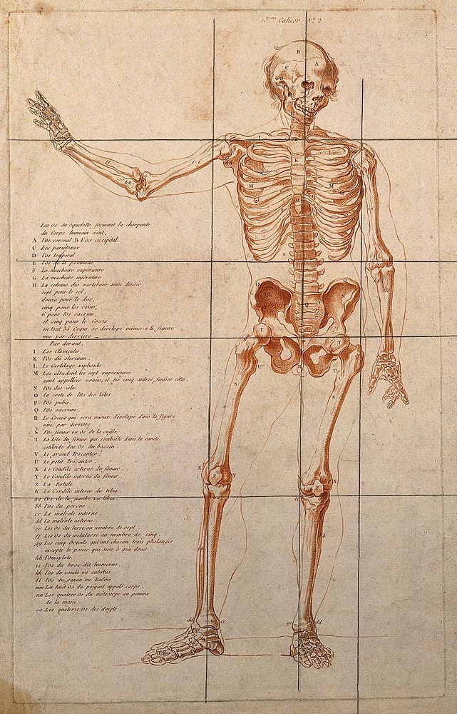Skeleton with right arm raised, seen from the front. Crayon manner print, ca. 1790.