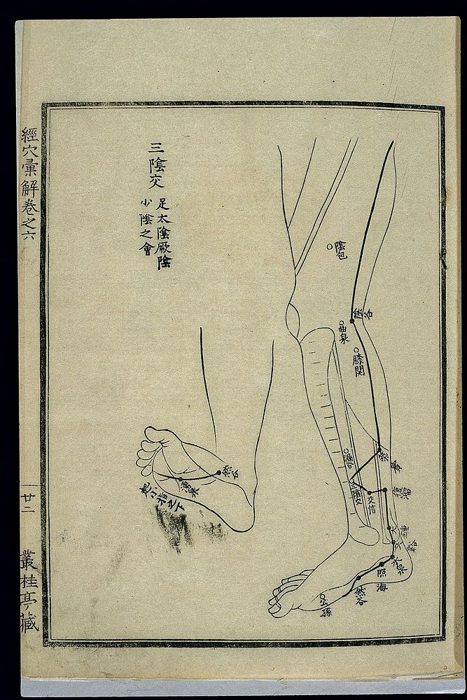 Acu-moxa chart: Kidney channel of foot shaoyin in the legs
