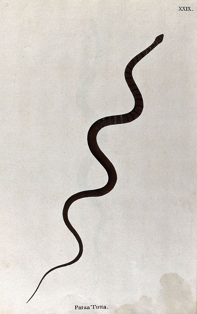 A snake, slender and brown in colour, with dark narrow cross-banded markings on the upper body. Watercolour, ca. 1795.