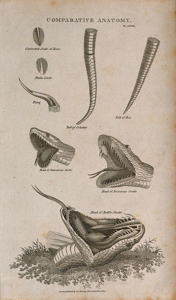 Anatomy of snakes: eight figures, including scales, a fang, the tails of a boa and a columber snake, and the heads of three…