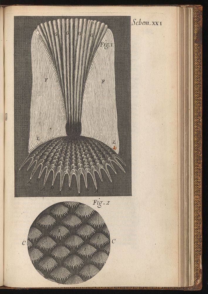Engraving from Micrographia, 1665, by Robert Hooke.