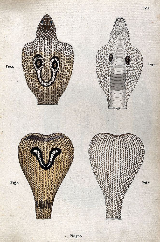 Two poisonous snakes (Indian cobras): four figures showing the snakes' hoods, seen from above and below, indicating the…