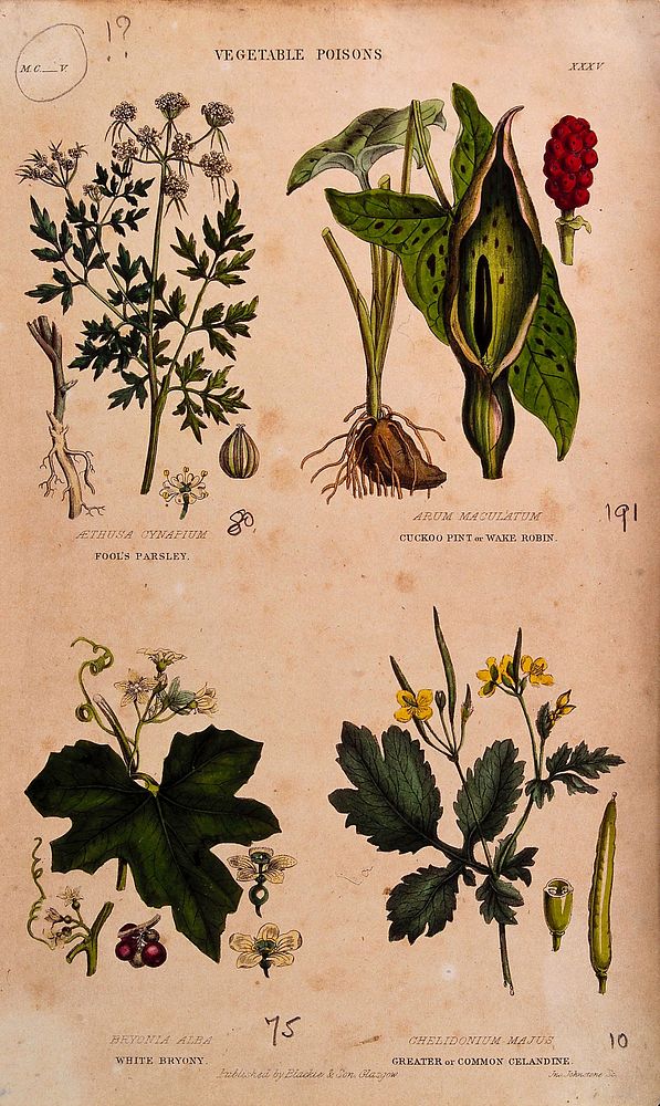 Four poisonous plants: fool's parsley (Aethusa cynapium), cuckoo pint (Arum maculatum), white bryony (Bryonia dioica) and…