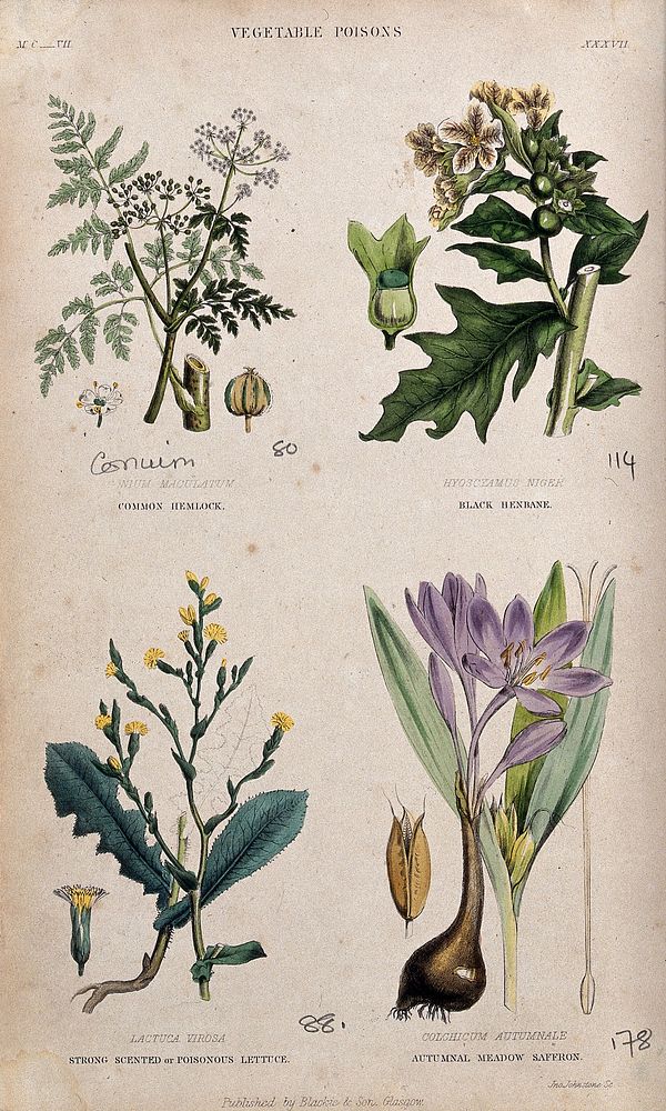 Four poisonous plants: hemlock (Conium maculatum), henbane (Hyoscyamus niger), opium lettuce (Lactuca virosa) and autumn…