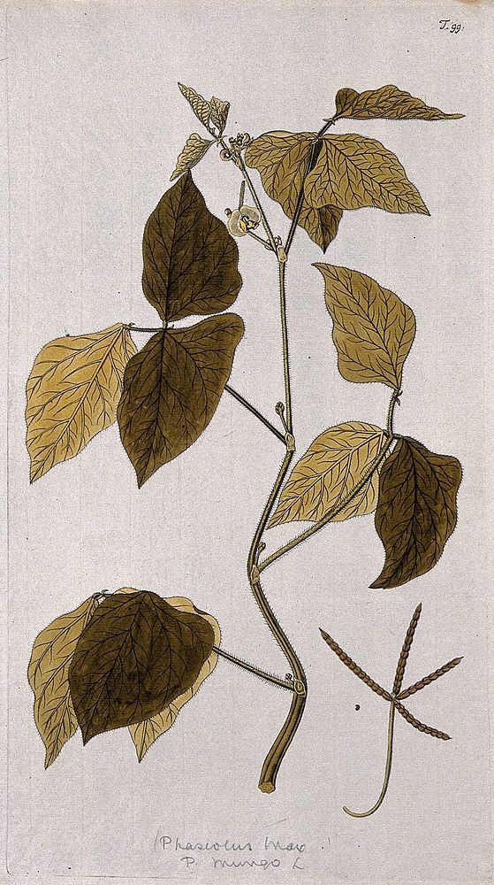 Mung bean (Phaseolus mungo L.): flowering stem with separate fruit and seed. Coloured etching after F.A. von Scheidl, 1770.