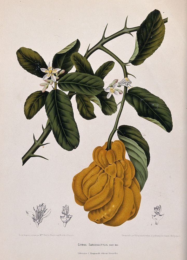 A species of citrus fruit (Citrus sarcodactylis Hort. Bog.): flowering and fruiting branch with separate numbered flower…