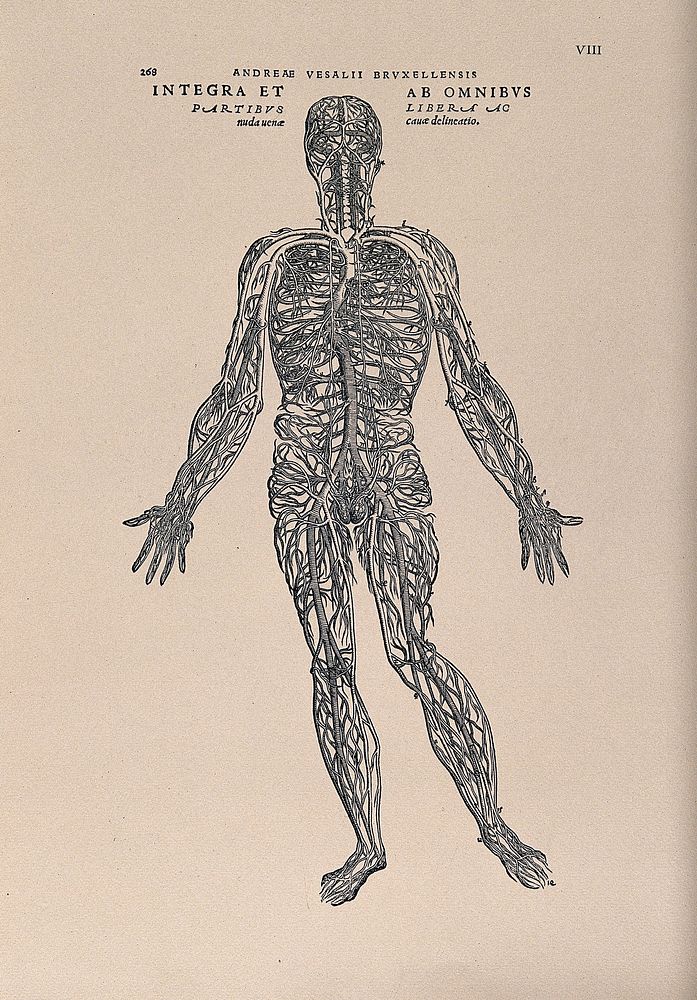 The human venous system. Photolithograph, 1940, after a woodcut, 1543.