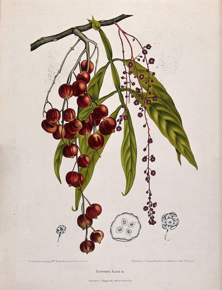 A species of the genus Lepisanthes: fruiting and flowering branch with separate numbered flowers and section of fruit.…