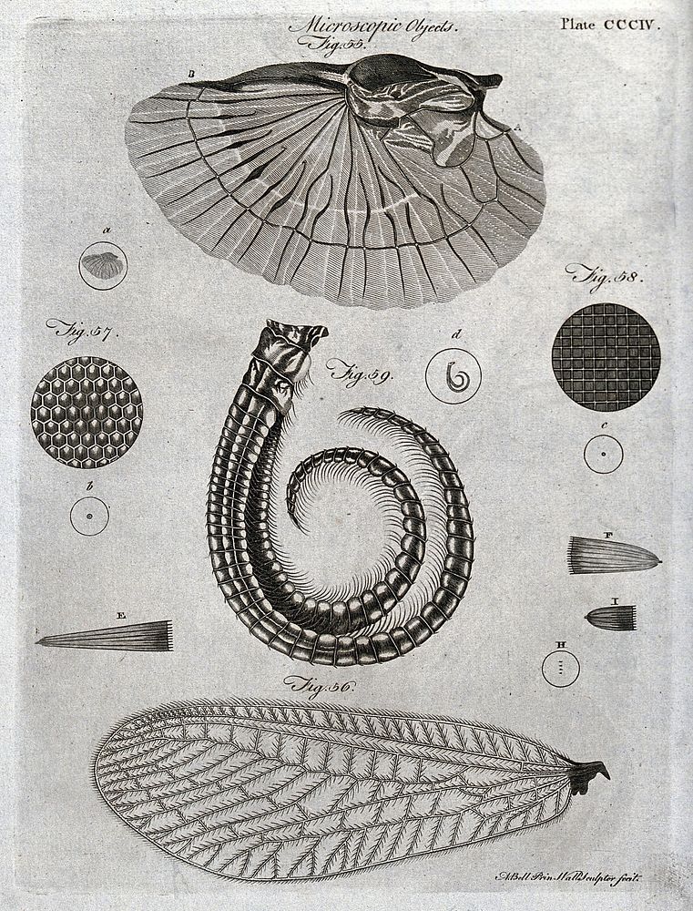 Microscopy: diagrams illustrating insects and parts of insects. Engraving by A. Bell.