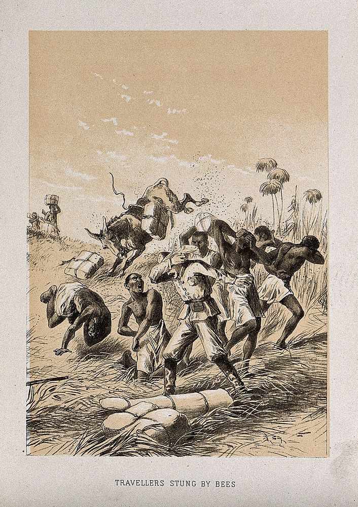 David Livingstone and his men stung by bees in central Africa. Lithograph.