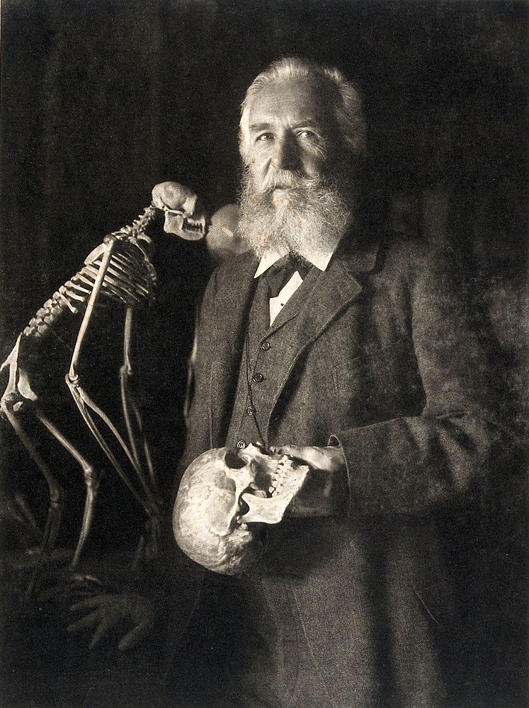 Ernst Heinrich Philipp August Haeckel. Photogravure after N. Perscheid, 1904.